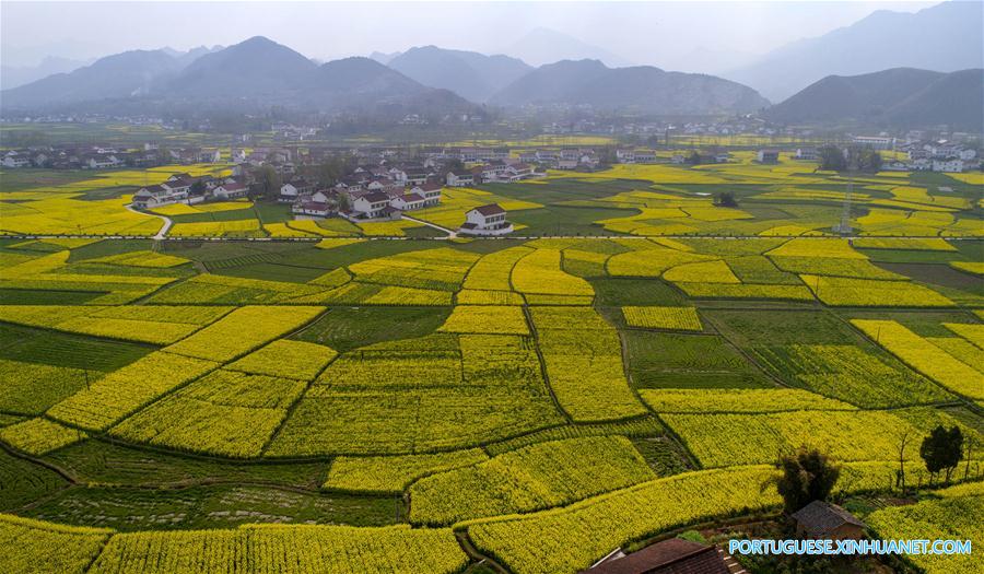 Campo de canola em floração em Shaanxi, noroeste da China