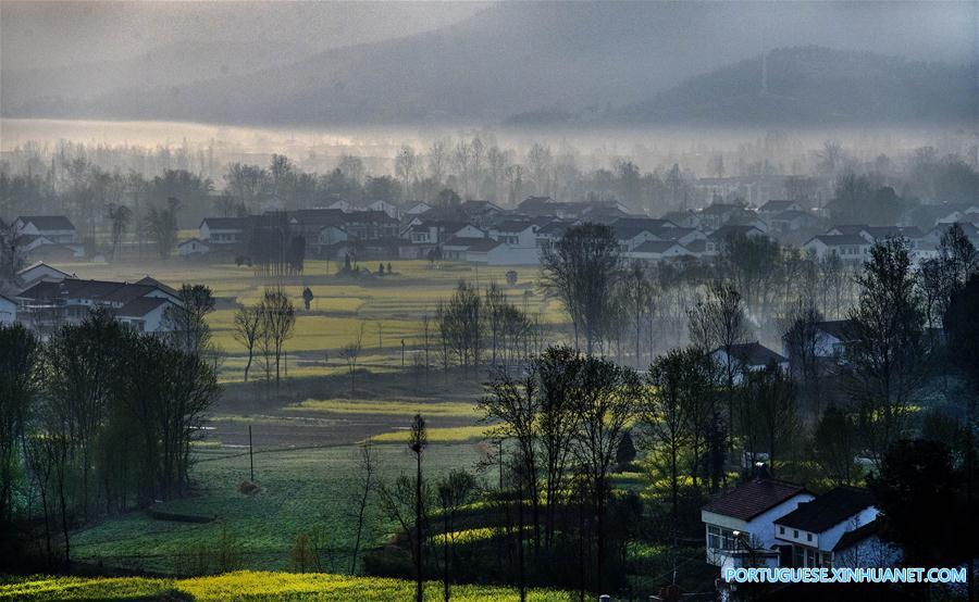 Campo de canola em floração em Shaanxi, noroeste da China