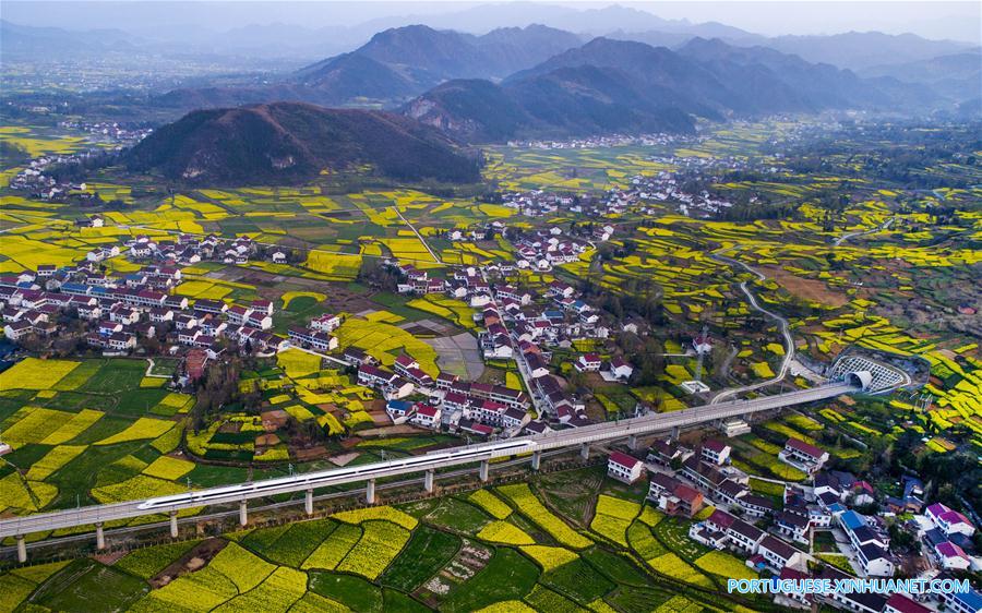 Campo de canola em floração em Shaanxi, noroeste da China