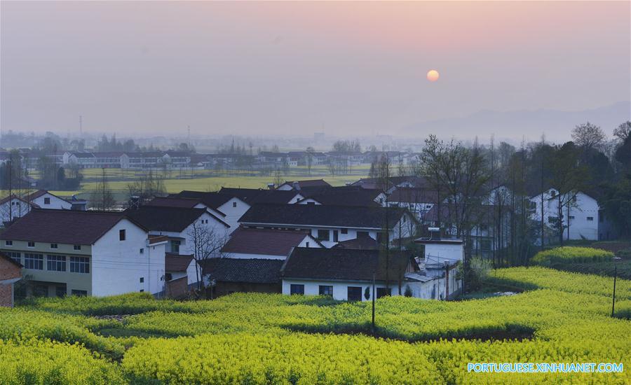 Campo de canola em floração em Shaanxi, noroeste da China