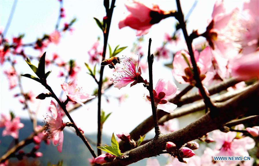 Galeria: Turistas saem de casa para apreciar flores em toda a China