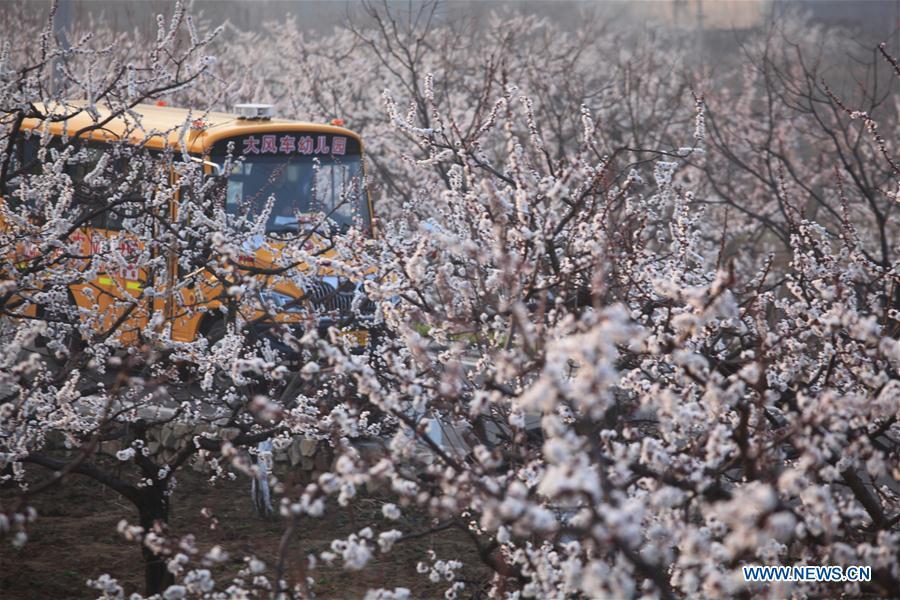 Galeria: Turistas saem de casa para apreciar flores em toda a China