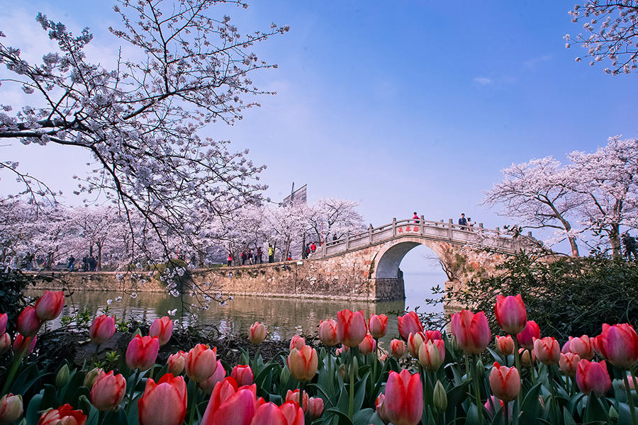 Galeria: Flores de cerejeira desabrocham em Wuxi