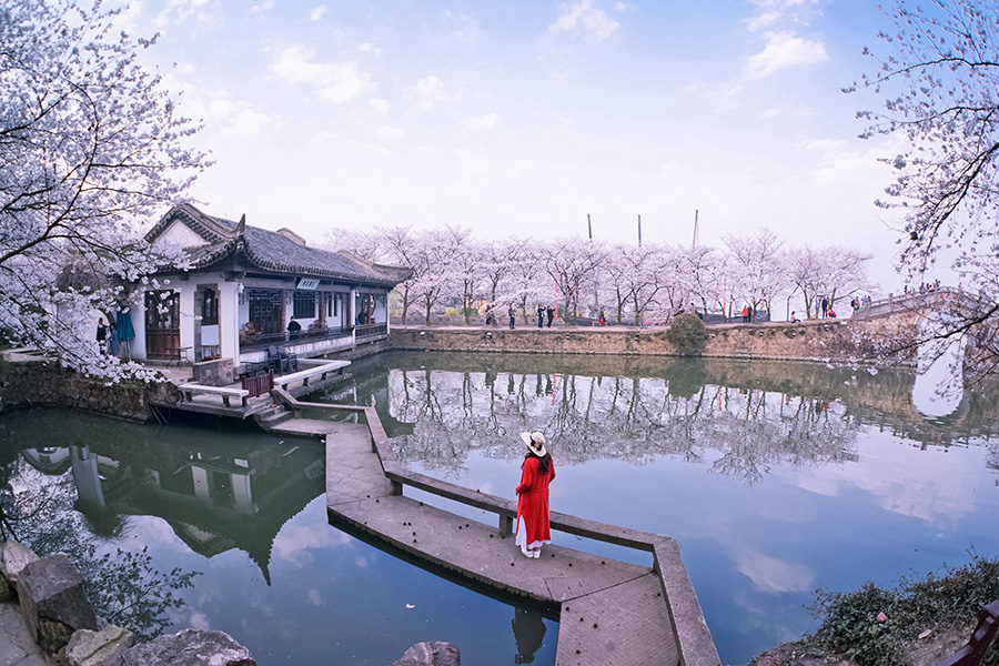 Galeria: Flores de cerejeira desabrocham em Wuxi