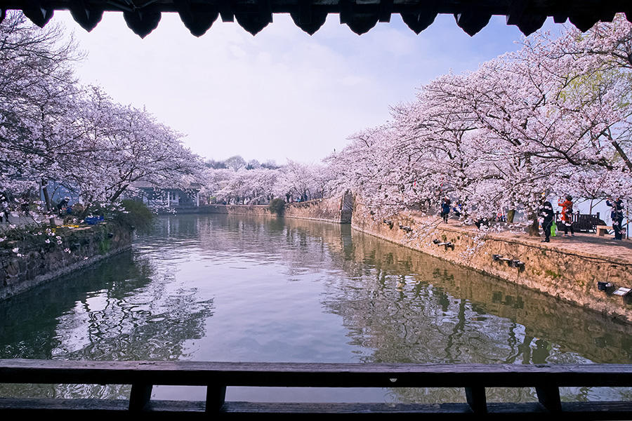 Galeria: Flores de cerejeira desabrocham em Wuxi