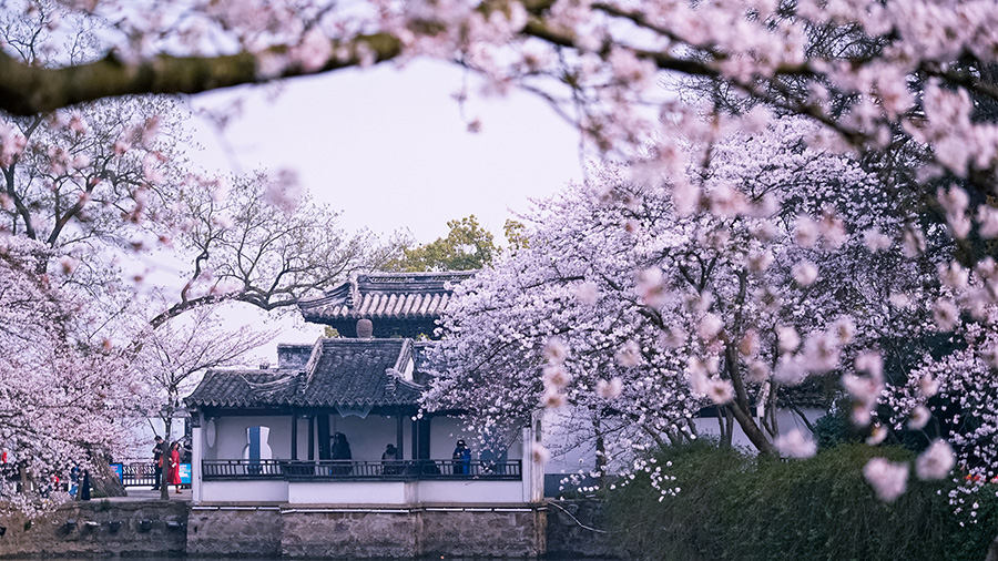 Galeria: Flores de cerejeira desabrocham em Wuxi