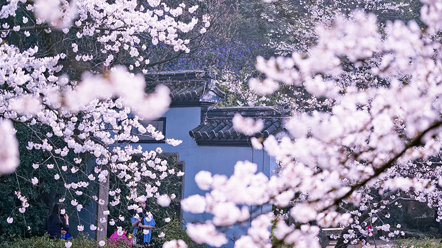 Galeria: Flores de cerejeira desabrocham em Wuxi