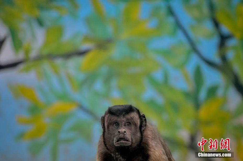 Macaco com expressões faciais como humanas fica popular em redes sociais chinesas