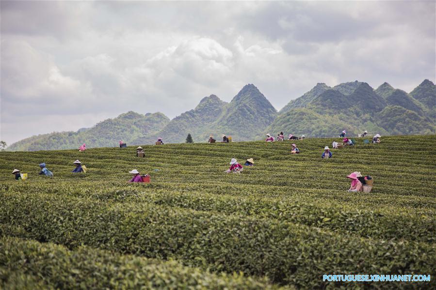 Galeria: Colheita de chá na China