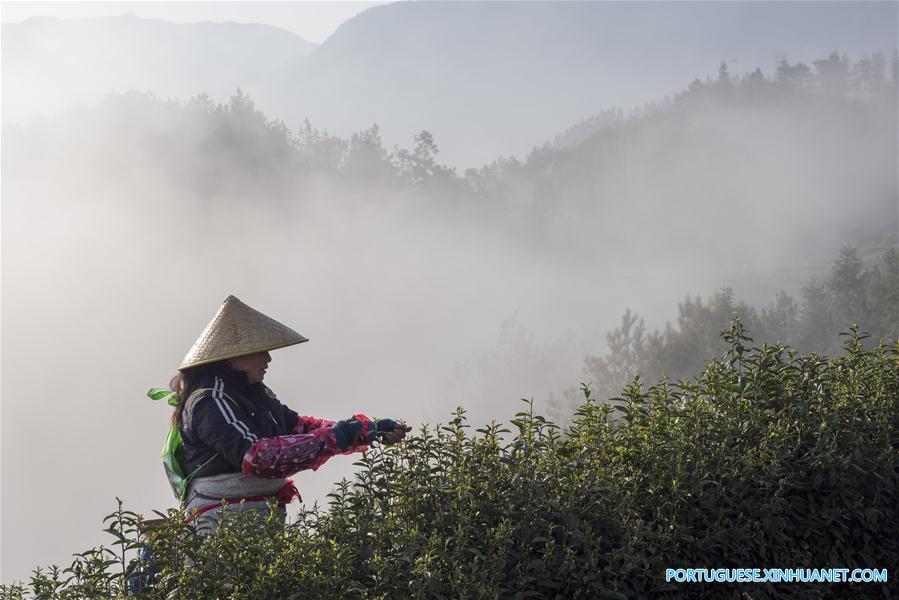 Galeria: Colheita de chá na China