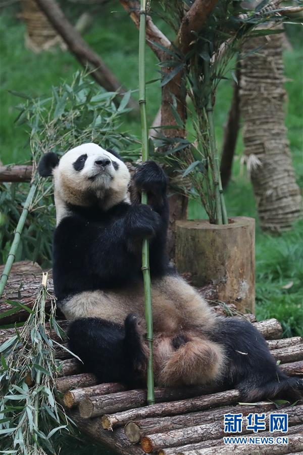 Pandas nascidos no exterior apresentados ao público no sudoeste da China