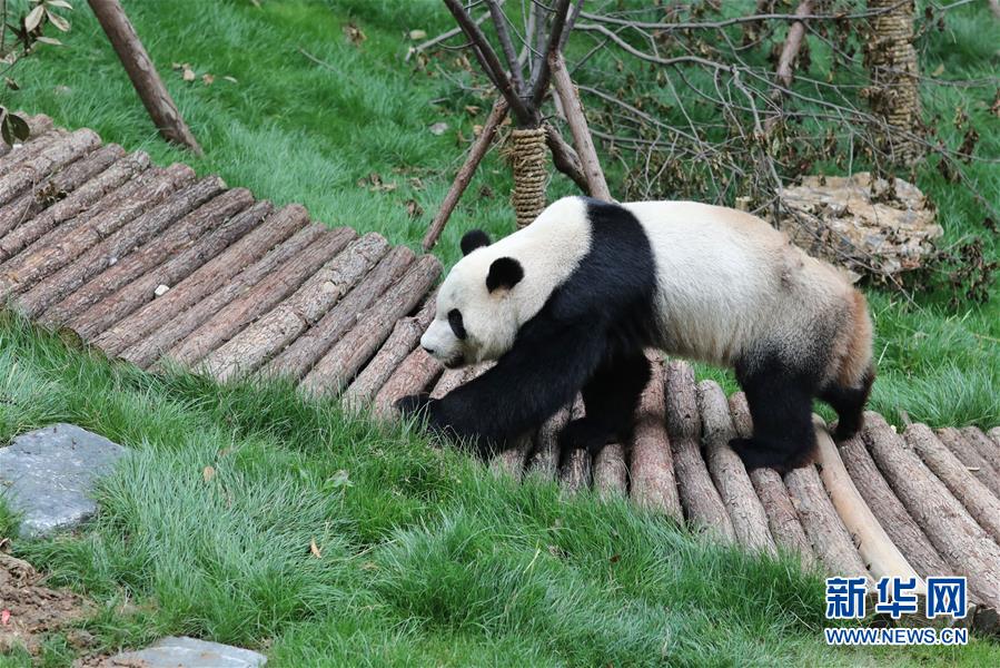 Pandas nascidos no exterior apresentados ao público no sudoeste da China