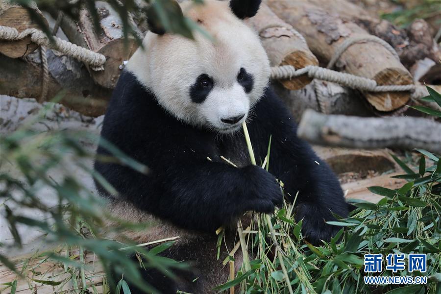 Pandas nascidos no exterior apresentados ao público no sudoeste da China