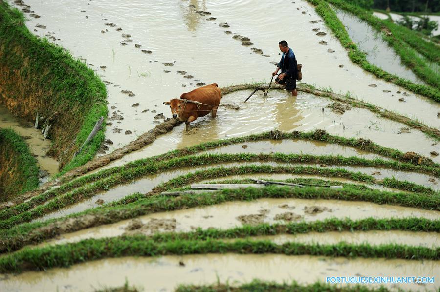 Aldeões do grupo étnico Miao trabalham em campos de terraços em Guizhou