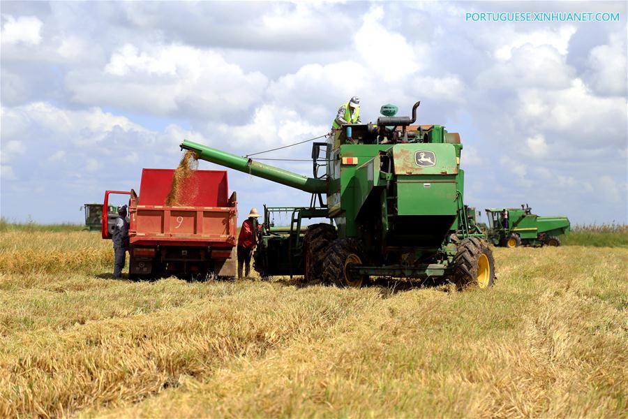 Fazenda de arroz chinesa traz agricultura moderna a Moçambique