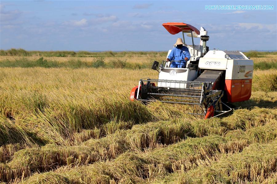 Fazenda de arroz chinesa traz agricultura moderna a Moçambique