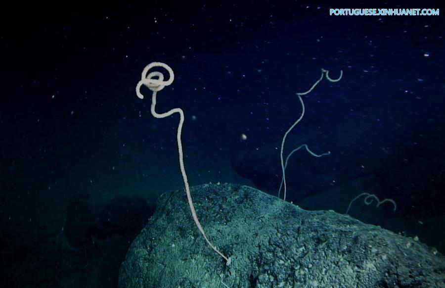 Cientistas descobrem coral de água fria no planalto Ganquan no Mar do Sul da China