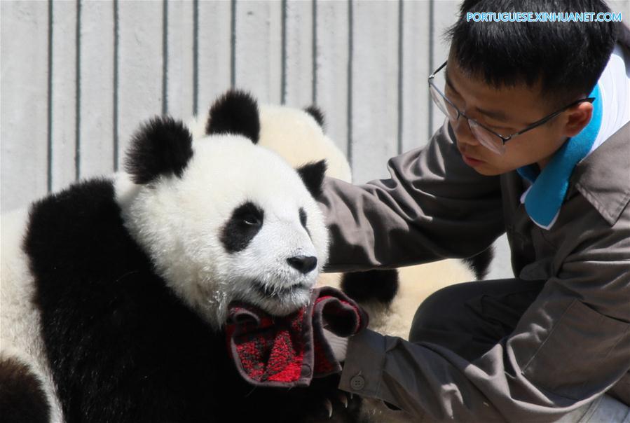 Base de proteção de Shenshuping abriga mais de 50 pandas gigantes em Sichuan, sudoeste da China