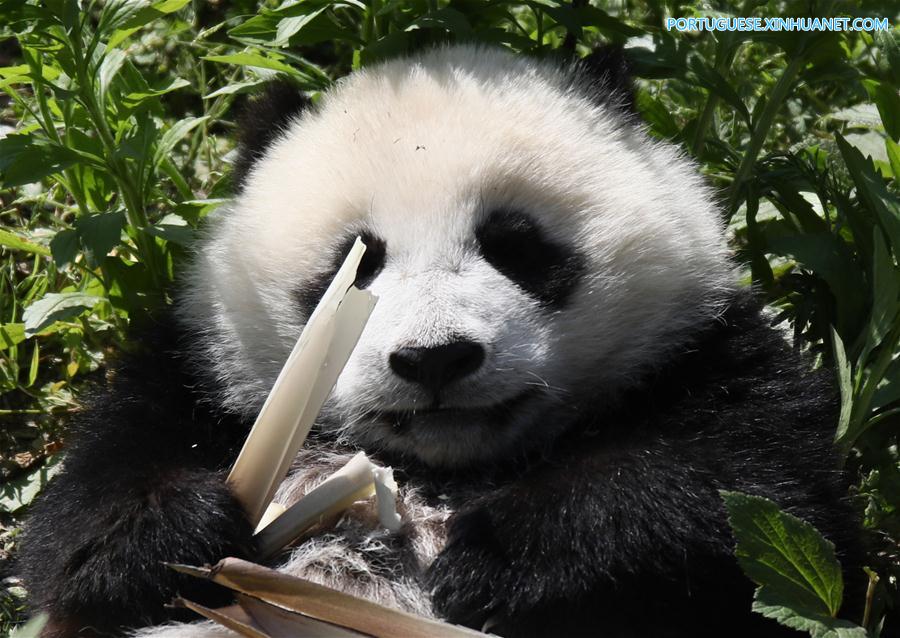 Base de proteção de Shenshuping abriga mais de 50 pandas gigantes em Sichuan, sudoeste da China