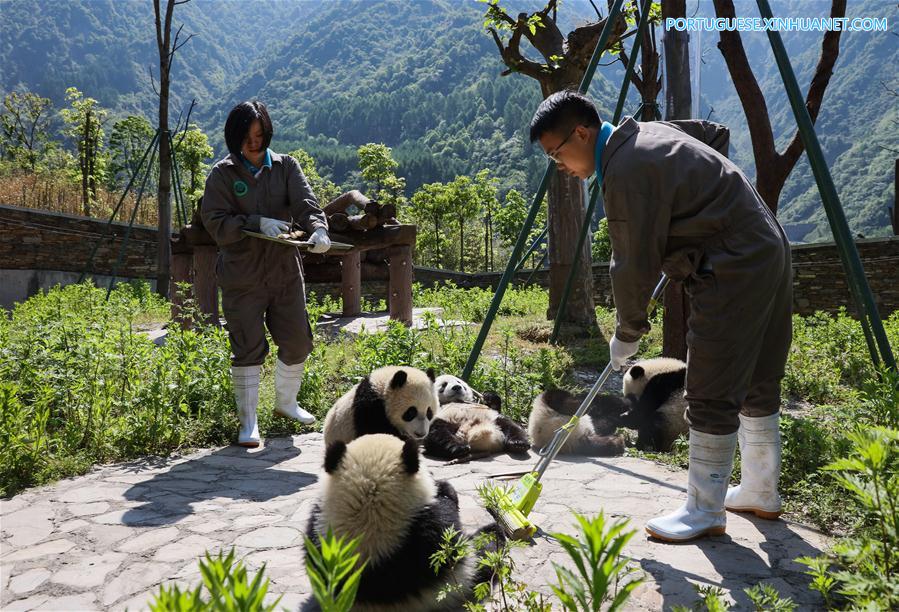 Base de proteção de Shenshuping abriga mais de 50 pandas gigantes em Sichuan, sudoeste da China