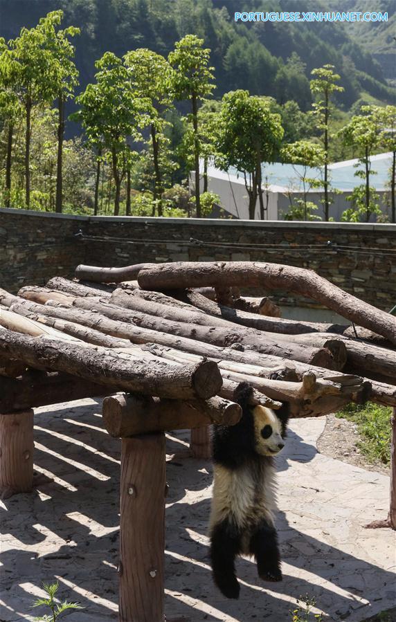 Base de proteção de Shenshuping abriga mais de 50 pandas gigantes em Sichuan, sudoeste da China