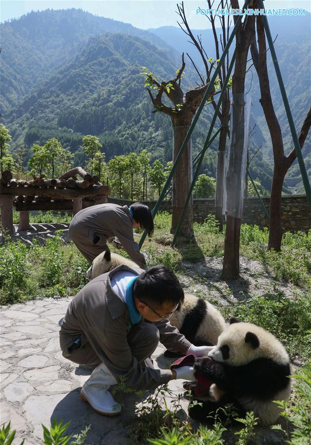 Base de proteção de Shenshuping abriga mais de 50 pandas gigantes em Sichuan, sudoeste da China