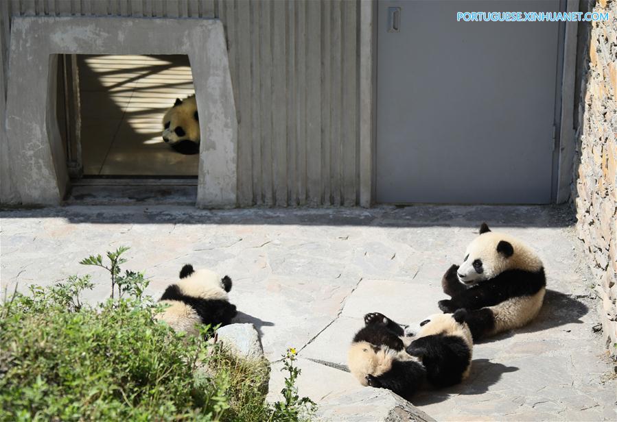 Base de proteção de Shenshuping abriga mais de 50 pandas gigantes em Sichuan, sudoeste da China