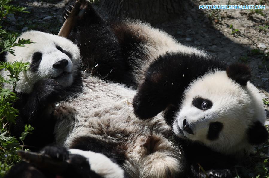 Base de proteção de Shenshuping abriga mais de 50 pandas gigantes em Sichuan, sudoeste da China