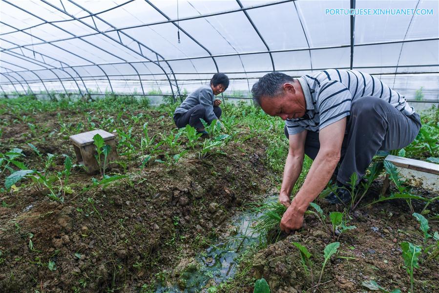 Estufas agrícolas fotovoltaicas geram eletricidade e aumentam renda de agricultores em Zhejiang