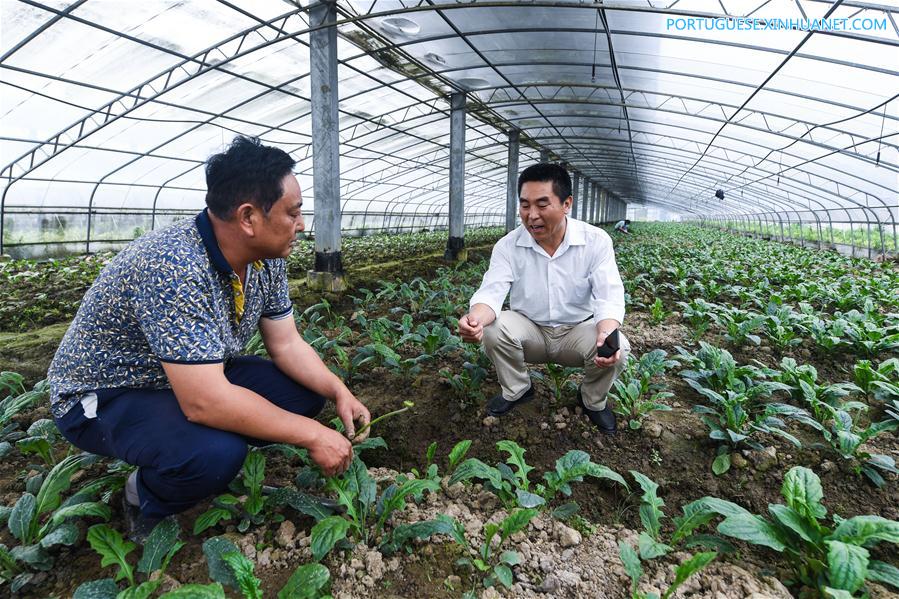 Estufas agrícolas fotovoltaicas geram eletricidade e aumentam renda de agricultores em Zhejiang