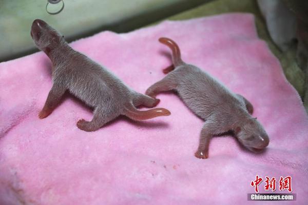 Nasce no sudoeste da China primeiro casal de pandas gêmeos do ano