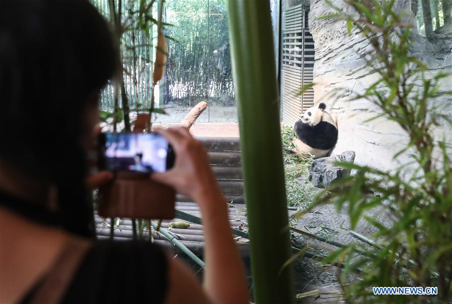 Pandas chineses viram estrelas no Jardim Zoológico de Berlim