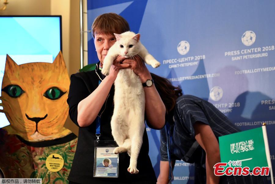 Gato vidente russo prevê vencedores nos jogos da Copa do Mundo