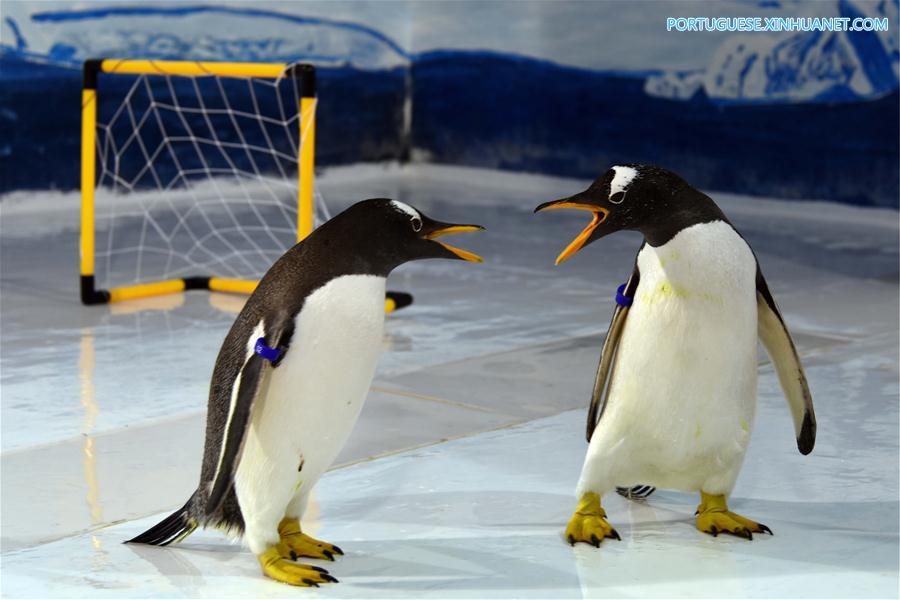 No clima da Copa do Mundo: Pinguins jogam futebol em Harbin