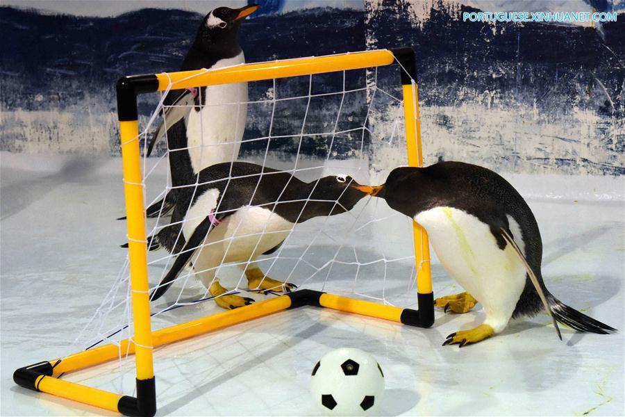 No clima da Copa do Mundo: Pinguins jogam futebol em Harbin