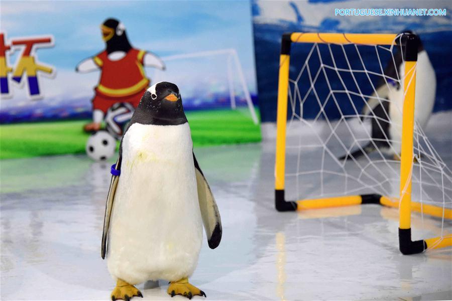 No clima da Copa do Mundo: Pinguins jogam futebol em Harbin