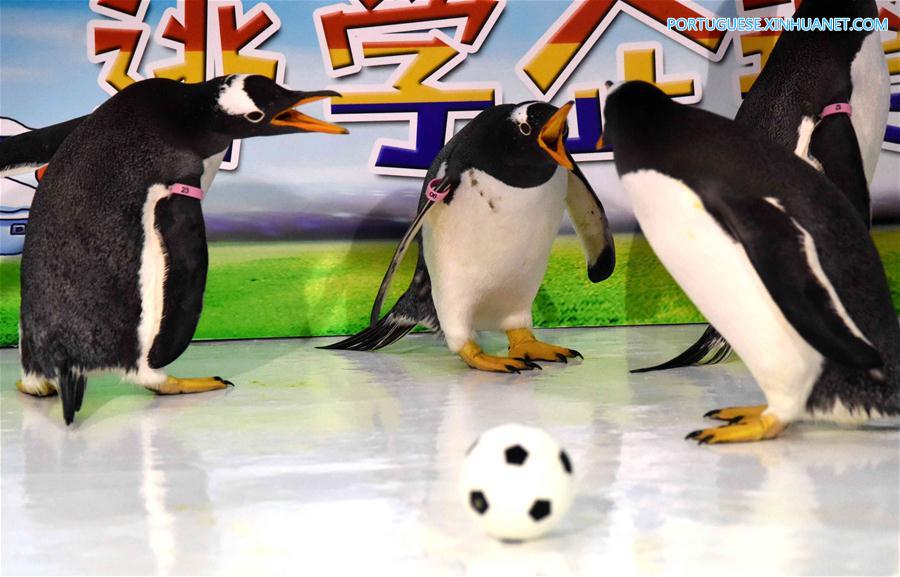 No clima da Copa do Mundo: Pinguins jogam futebol em Harbin