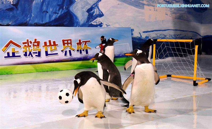 No clima da Copa do Mundo: Pinguins jogam futebol em Harbin