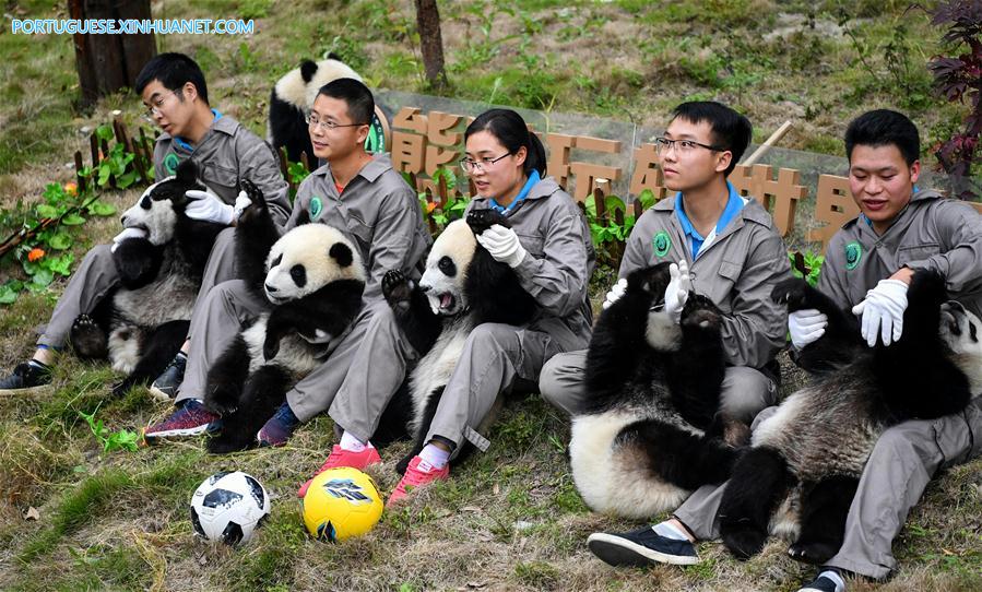 Pandas-gigantes participam de festa de futebol em centro de proteção de Sichuan