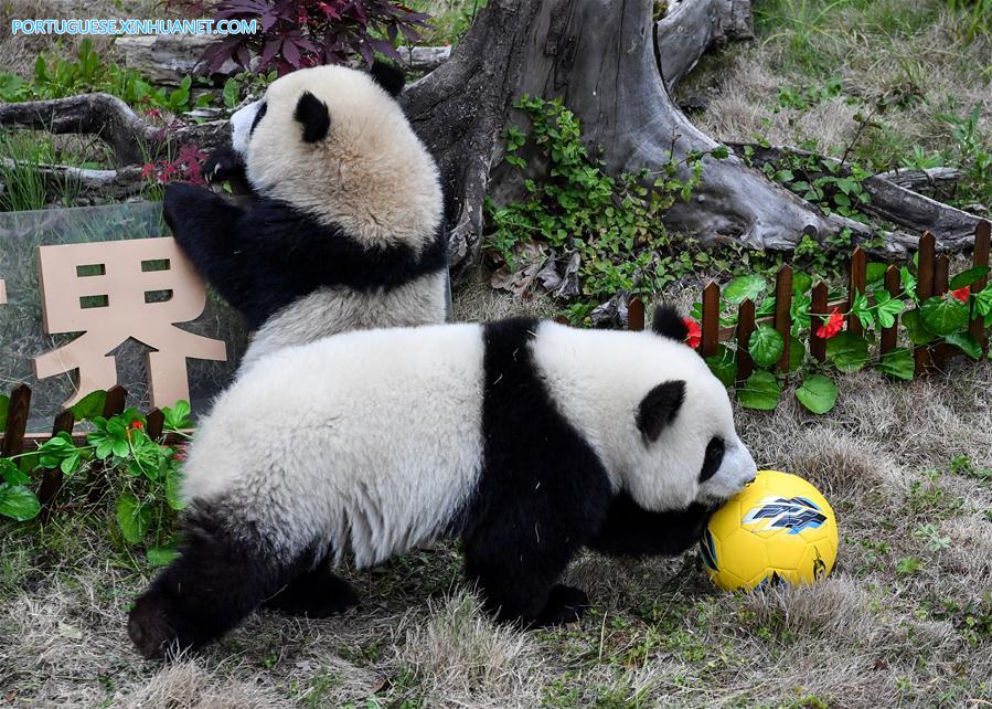 Pandas-gigantes participam de festa de futebol em centro de proteção de Sichuan