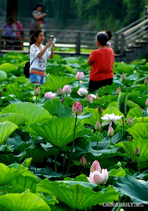 Galeria: Flores de lótus atraem turistas em Zhengzhou