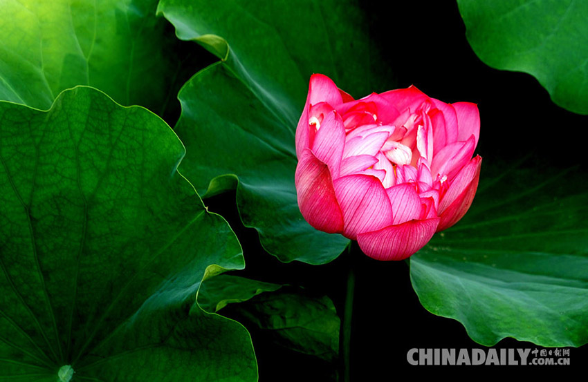 Galeria: Flores de lótus atraem turistas em Zhengzhou