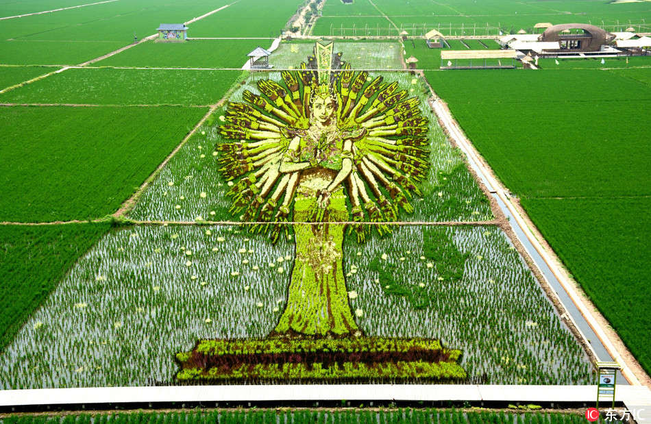 Galeria: Imagens em 3D criadas em campos de arroz em Shenyang