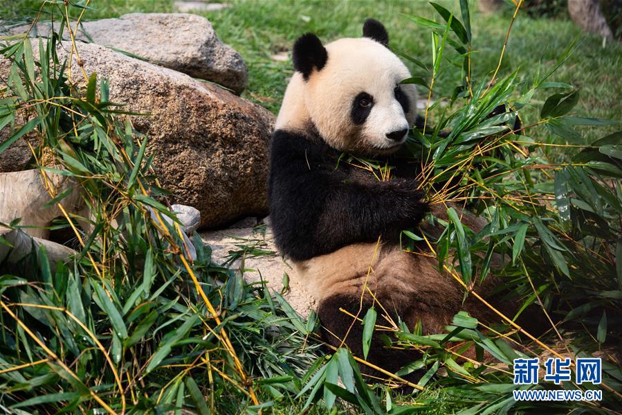 Pandas gêmeos em Macau celebram 2º aniversário