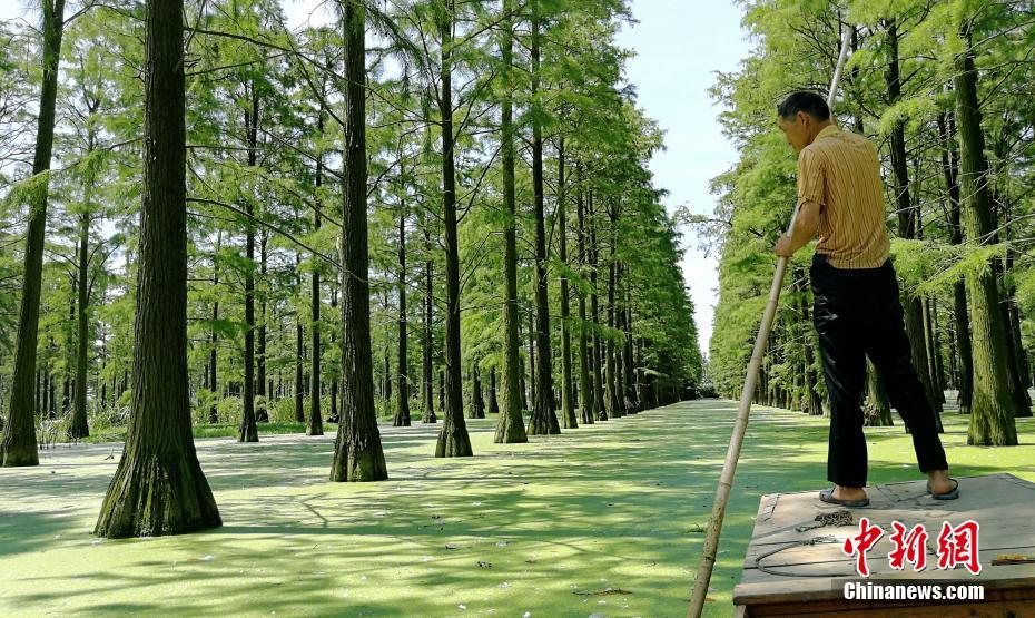 Galeria: Floresta imersa em Wuhan