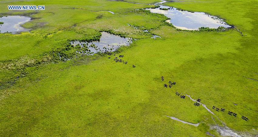 Área de pântanos da China ocupa o 4º lugar no mundo