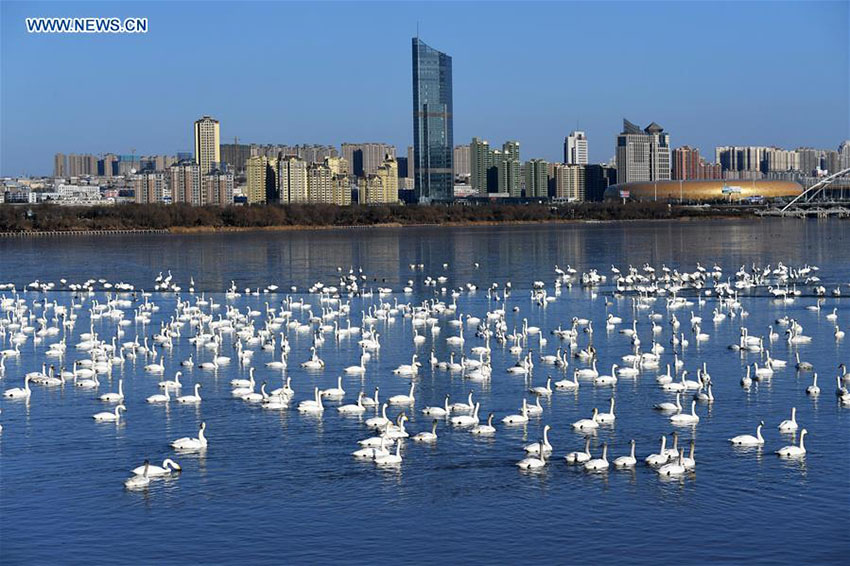 Área de pântanos da China ocupa o 4º lugar no mundo