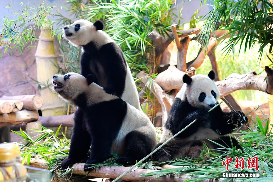 Pandas trigêmeos celebram quarto aniversário