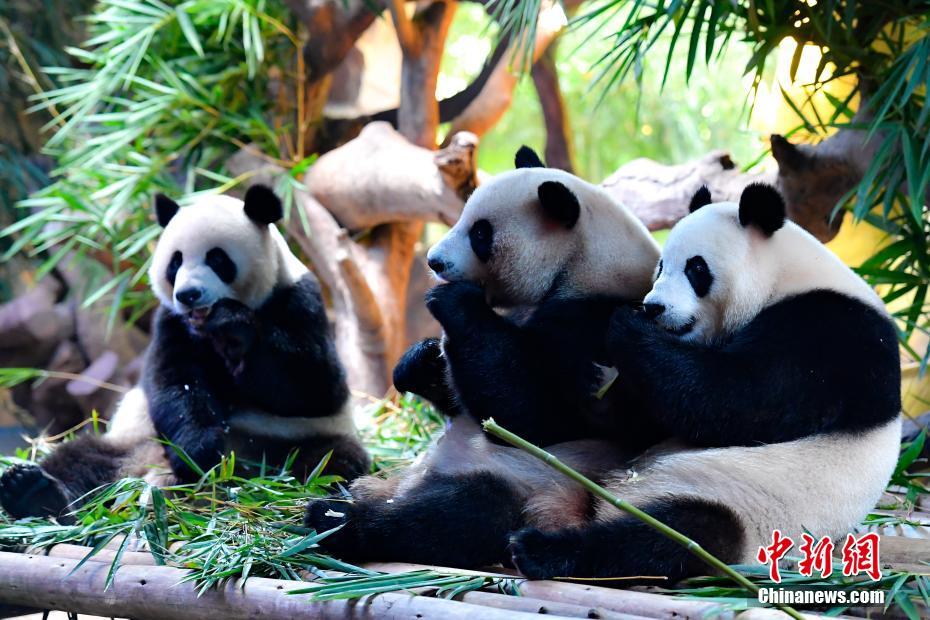 Pandas trigêmeos celebram quarto aniversário