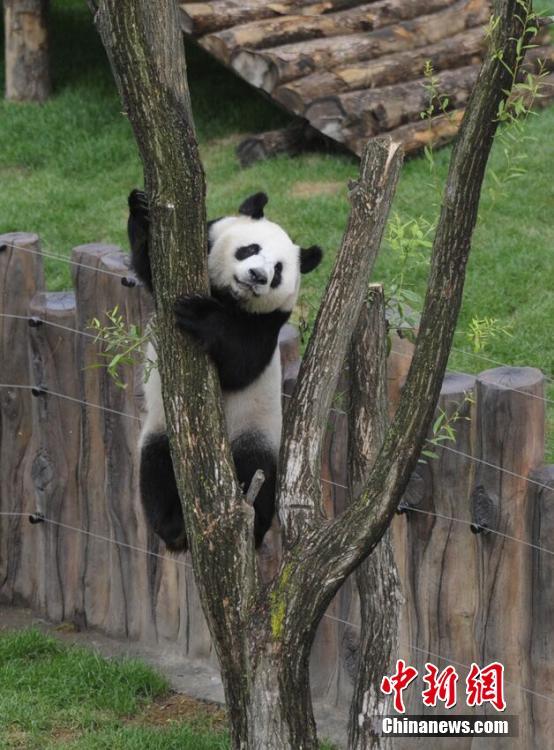 Pandas regressam a Sichuan após de 3 anos em Jilin